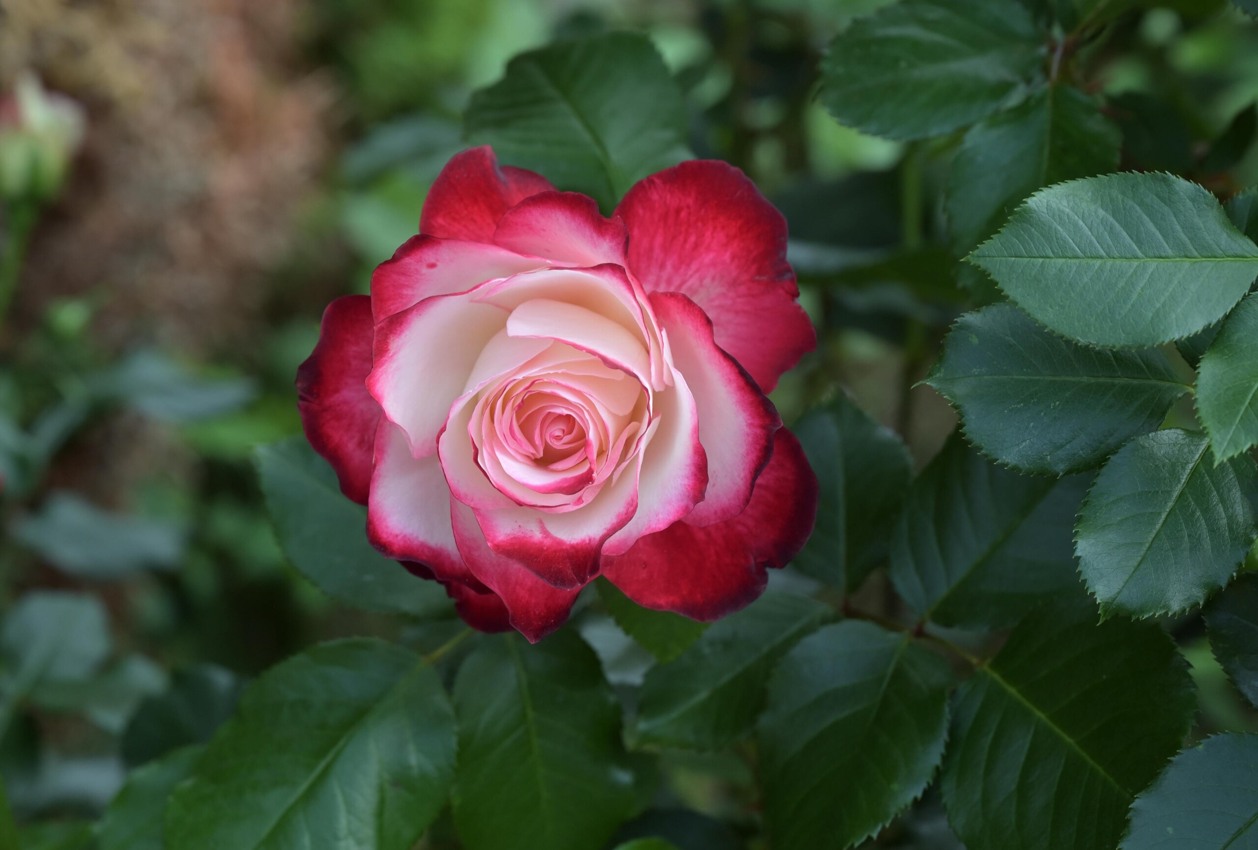rose romantic flower