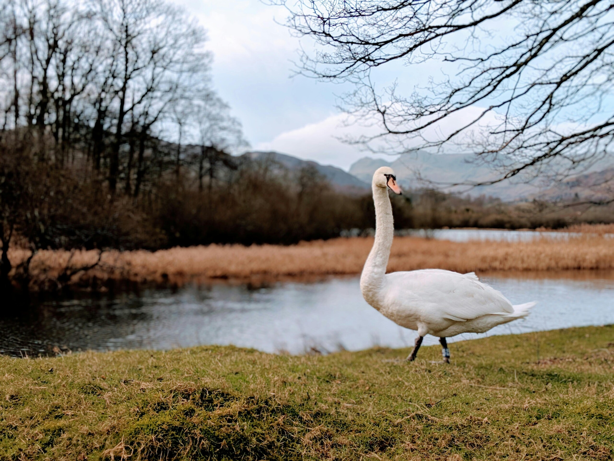 England, river winter wildlife, swan